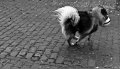 filou (27)